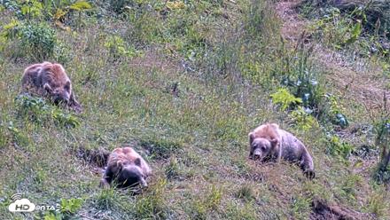 Kodiak Alaska Brown Bears Live Webcam - Aug 8, 2026, 1:02pm AKDT