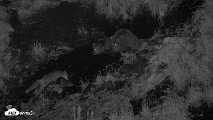 Kodiak Alaska Brown Bears Live Webcam - Jul 27, 2026, 11:52pm AKDT