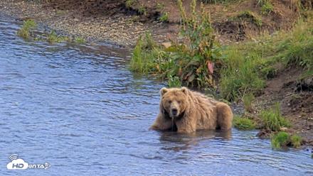 Kodiak Alaska Brown Bears Live Webcam - Aug 11, 2026, 6:05pm AKDT