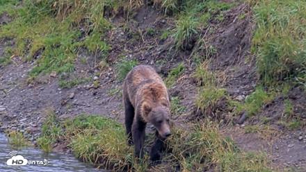 Kodiak Alaska Brown Bears Live Webcam - Aug 17, 2026, 4:08pm AKDT