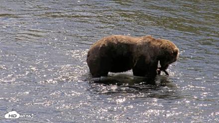 Kodiak Alaska Brown Bears Live Webcam - Aug 22, 2026, 2:41pm AKDT