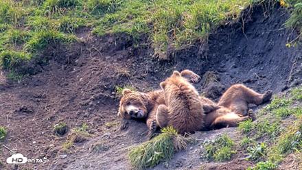 Kodiak Alaska Brown Bears Live Webcam - Aug 9, 2026, 12:45pm AKDT