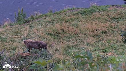 Kodiak Alaska Brown Bears Live Webcam - Aug 21, 2026, 9:32pm AKDT