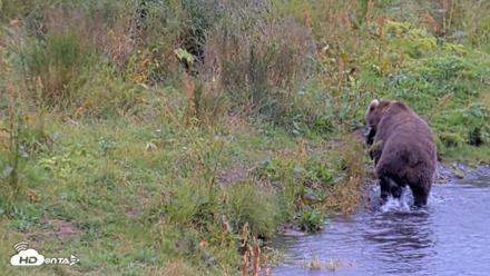 Kodiak Alaska Brown Bears Live Webcam - Aug 19, 2026, 4:01pm AKDT