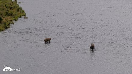 Kodiak Alaska Brown Bears Live Webcam - Aug 14, 2026, 1:38pm AKDT