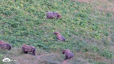 Kodiak Alaska Brown Bears Live Webcam - Aug 11, 2026, 8:13pm AKDT