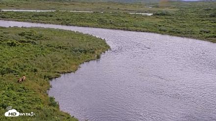 Kodiak Alaska Brown Bears Live Webcam - Jul 28, 2026, 2:49pm AKDT