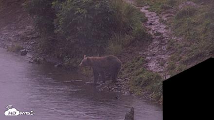 Kodiak Alaska Brown Bears Live Webcam - Aug 16, 2026, 9:46pm AKDT