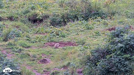 Kodiak Alaska Brown Bears Live Webcam - Aug 19, 2026, 4:09pm AKDT