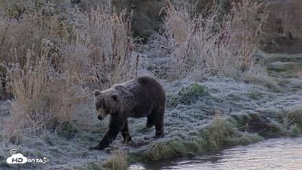 Kodiak Alaska Brown Bears Live Webcam - Oct 2, 2026, 9:03am AKDT