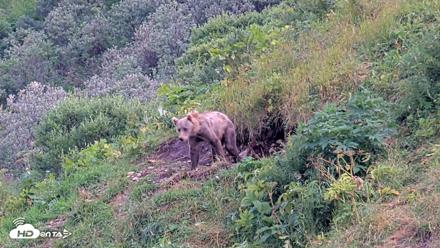 Kodiak Alaska Brown Bears Live Webcam - Aug 14, 2026, 6:44pm AKDT