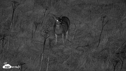 Kodiak Alaska Brown Bears Live Webcam - Oct 21, 2026, 9:17pm AKDT