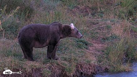 Kodiak Alaska Brown Bears Live Webcam - Aug 11, 2026, 10:25pm AKDT