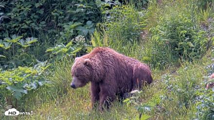 Kodiak Alaska Brown Bears Live Webcam - Jul 15, 2026, 1:48pm AKDT