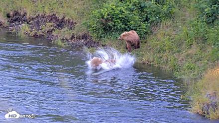 Kodiak Alaska Brown Bears Live Webcam - Jul 26, 2026, 9:32pm AKDT