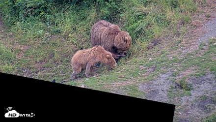Kodiak Alaska Brown Bears Live Webcam - Jul 29, 2026, 9:51pm AKDT