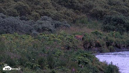 Kodiak Alaska Brown Bears Live Webcam - Aug 18, 2026, 9:50pm AKDT