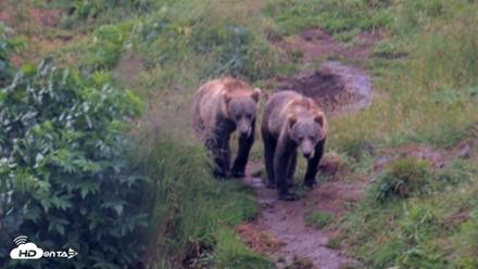 Kodiak Alaska Brown Bears Live Webcam - Aug 12, 2026, 1:45pm AKDT