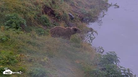 Kodiak Alaska Brown Bears Live Webcam - Aug 16, 2026, 4:42pm AKDT