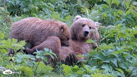 Kodiak Alaska Brown Bears Live Webcam - Jul 25, 2026, 2:23pm AKDT
