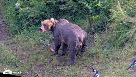 Kodiak Alaska Brown Bears Live Webcam - Jul 28, 2026, 6:18pm AKDT