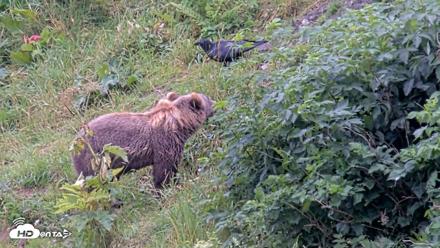Kodiak Alaska Brown Bears Live Webcam - Aug 14, 2026, 5:36pm AKDT