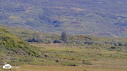 Kodiak Alaska Brown Bears Live Webcam - Aug 8, 2026, 5:21pm AKDT
