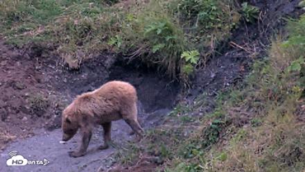Kodiak Alaska Brown Bears Live Webcam - Aug 2, 2026, 10:22pm AKDT