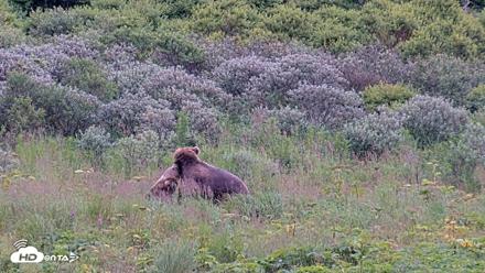 Kodiak Alaska Brown Bears Live Webcam - Aug 10, 2026, 7:30pm AKDT