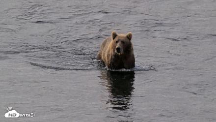 Kodiak Alaska Brown Bears Live Webcam - Aug 18, 2026, 9:23am AKDT