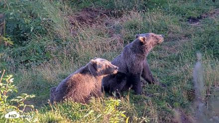Kodiak Alaska Brown Bears Live Webcam - Aug 26, 2026, 7:51pm AKDT