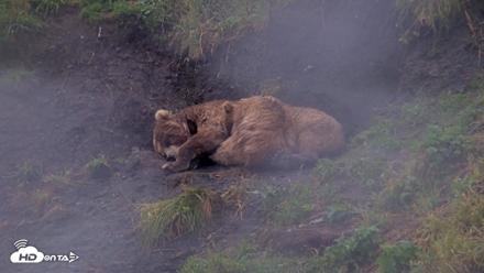 Kodiak Alaska Brown Bears Live Webcam - Aug 13, 2026, 5:34pm AKDT