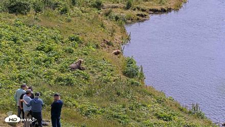 Kodiak Alaska Brown Bears Live Webcam - Aug 2, 2026, 1:24pm AKDT