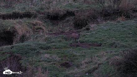 Kodiak Alaska Brown Bears Live Webcam - Oct 6, 2026, 7:57pm AKDT