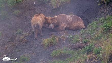 Kodiak Alaska Brown Bears Live Webcam - Aug 13, 2026, 5:06pm AKDT