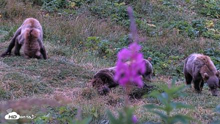 Kodiak Alaska Brown Bears Live Webcam - Aug 12, 2026, 6:29am AKDT