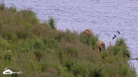 Kodiak Alaska Brown Bears Live Webcam - Aug 6, 2026, 6:13pm AKDT