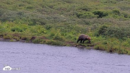Kodiak Alaska Brown Bears Live Webcam - Aug 9, 2026, 8:53pm AKDT