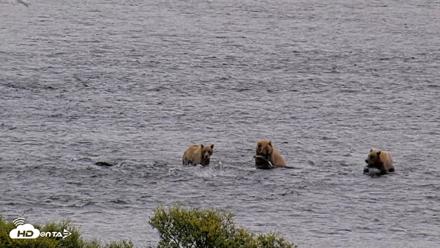 Kodiak Alaska Brown Bears Live Webcam - Aug 6, 2026, 11:02am AKDT