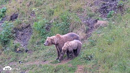 Kodiak Alaska Brown Bears Live Webcam - Aug 6, 2026, 10:50am AKDT