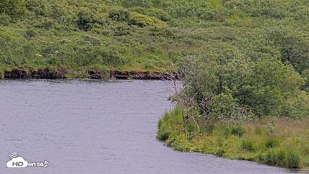 Kodiak Alaska Brown Bears Live Webcam - Aug 6, 2026, 1:27pm AKDT