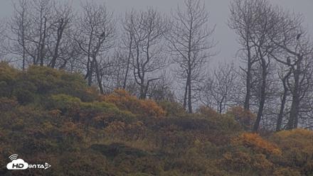 Kodiak Alaska Brown Bears Live Webcam - Oct 5, 2026, 9:28am AKDT