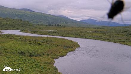 Kodiak Alaska Brown Bears Live Webcam - Aug 19, 2026, 7:16pm AKDT