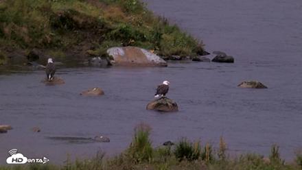 Kodiak Alaska Brown Bears Live Webcam - Aug 16, 2026, 7:27am AKDT