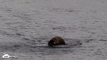 Kodiak Alaska Brown Bears Live Webcam - Aug 20, 2026, 5:46pm AKDT