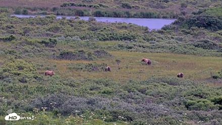 Kodiak Alaska Brown Bears Live Webcam - Aug 2, 2026, 9:54pm AKDT