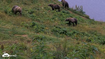 Kodiak Alaska Brown Bears Live Webcam - Aug 17, 2026, 8:58pm AKDT