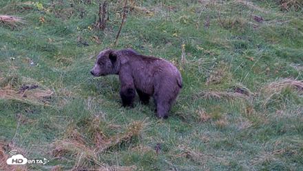 Kodiak Alaska Brown Bears Live Webcam - Oct 12, 2026, 7:03pm AKDT