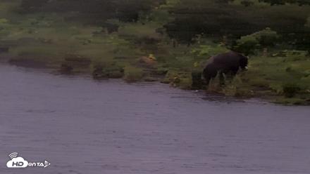 Kodiak Alaska Brown Bears Live Webcam - Aug 16, 2026, 7:46am AKDT