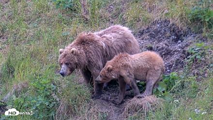 Kodiak Alaska Brown Bears Live Webcam - Aug 3, 2026, 8:20pm AKDT